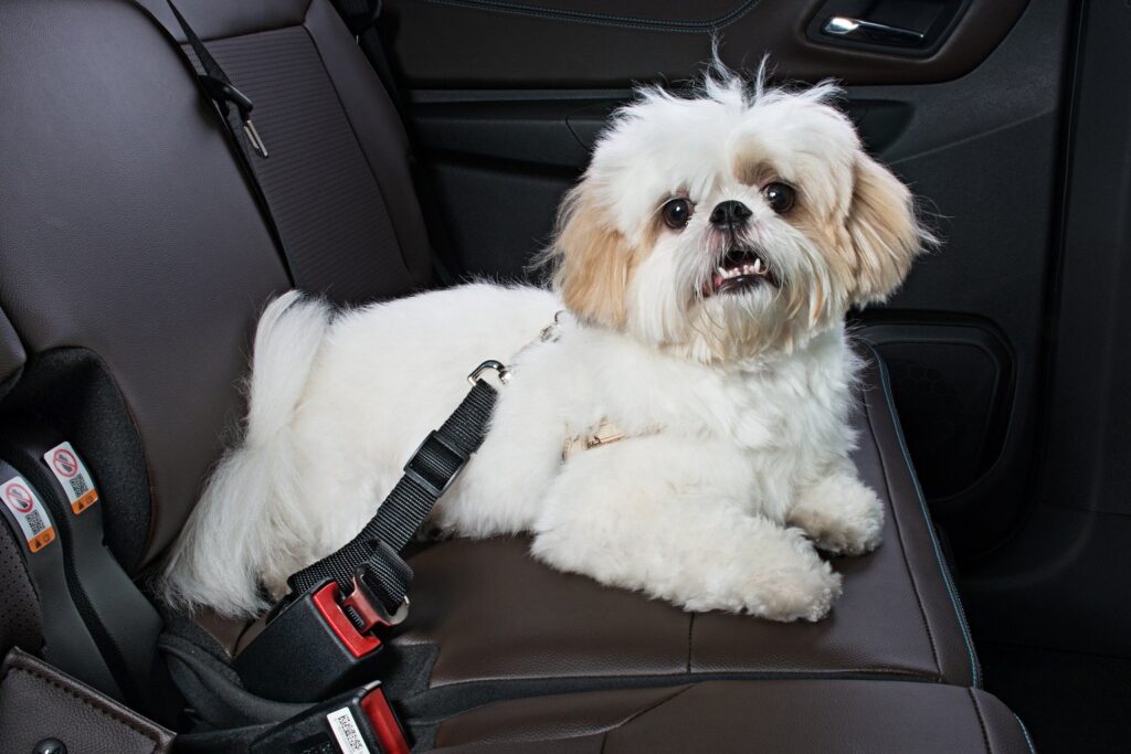 Como viajar de carro com seu cachorro? - Fonte: Reprodução